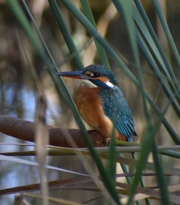 Tue, 11/19/2019 Birding report at 河川環境楽園