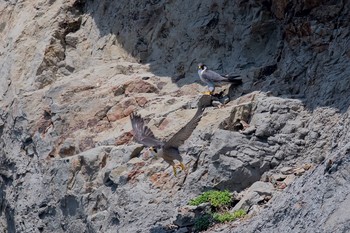 Peregrine Falcon 神奈川県 Sun, 4/29/2018