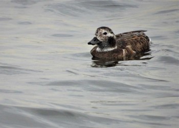 コオリガモ ふなばし三番瀬海浜公園 2023年2月23日(木)