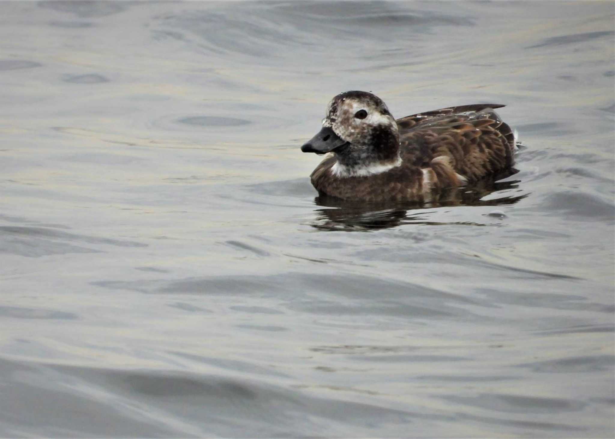 ふなばし三番瀬海浜公園 コオリガモの写真 by まつげ