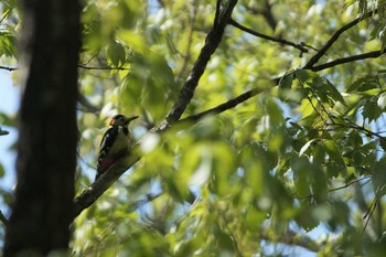 Great Spotted Woodpecker 陣馬山 Sun, 4/29/2018