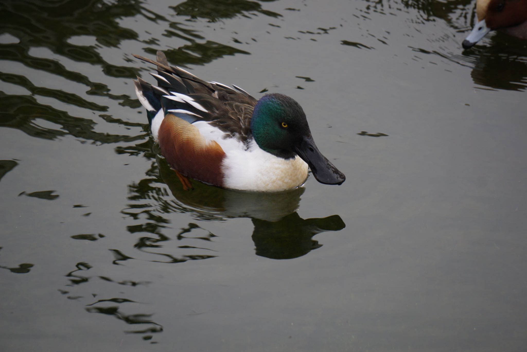 松見公園(茨城県つくば市) ハシビロガモの写真 by ぱ〜る