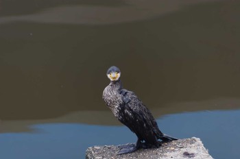 Great Cormorant Teganuma Thu, 2/23/2023