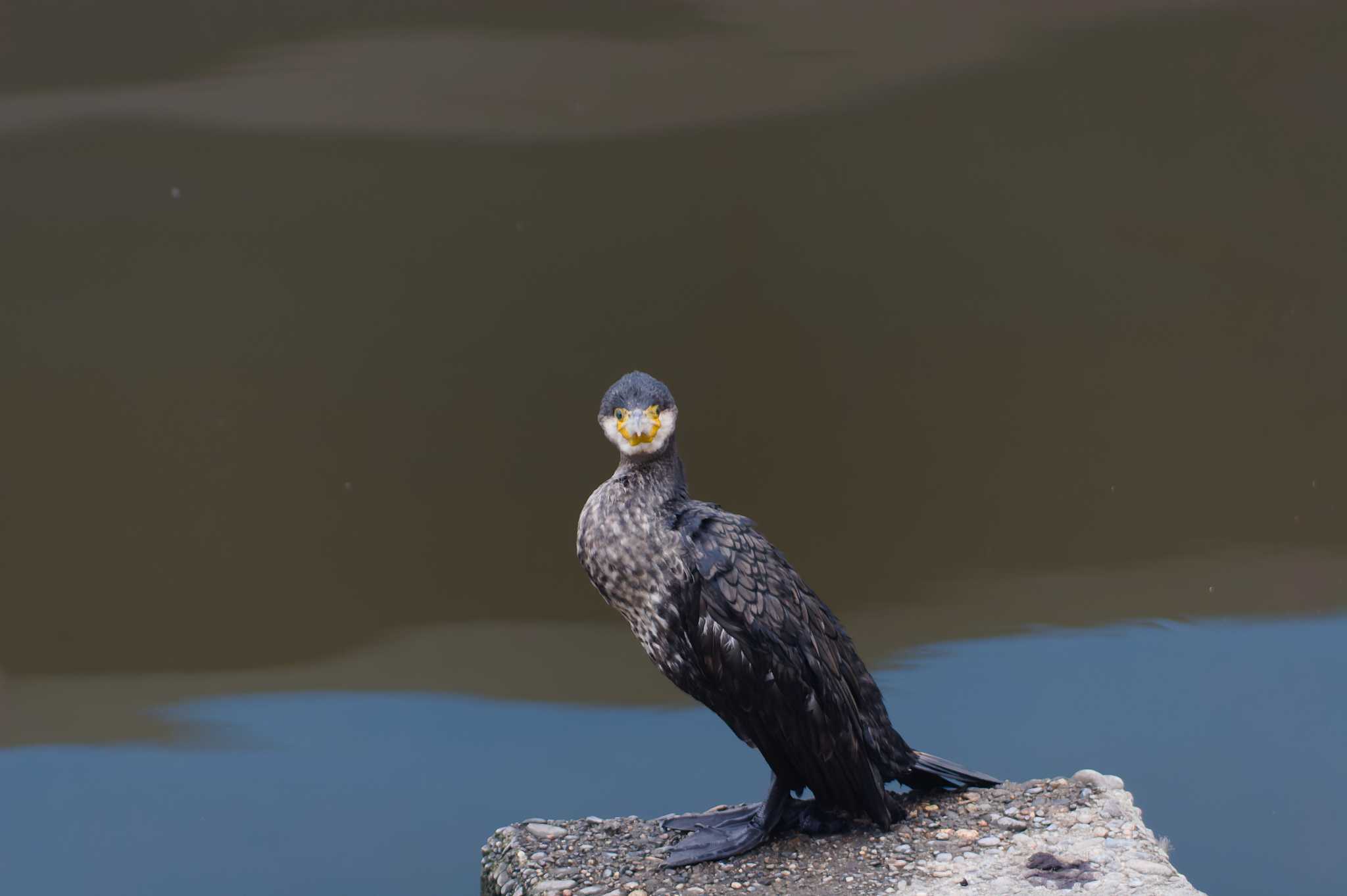 手賀沼 カワウの写真 by h sawa