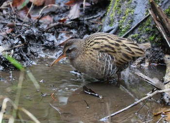 Brown-cheeked Rail 横浜市 Thu, 2/23/2023