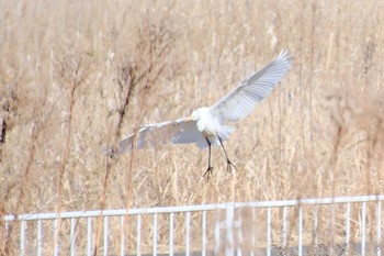 Great Egret 涸沼自然公園 Wed, 2/22/2023