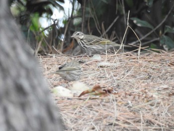 2023年2月23日(木) 葛西臨海公園の野鳥観察記録