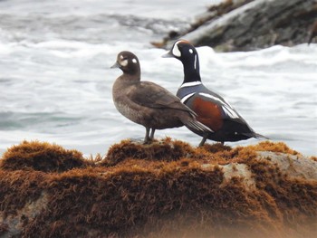 2023年2月23日(木) 平磯海岸の野鳥観察記録