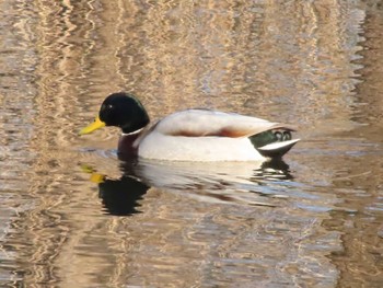 マガモ 大宮第3公園 2023年2月23日(木)