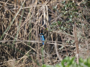 カワセミ 浮島ヶ原自然公園 2023年2月23日(木)