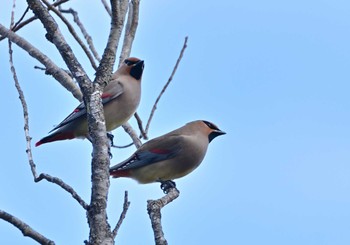 2023年2月23日(木) 山中湖の野鳥観察記録