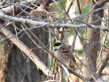 2023年2月23日(木) 秋ヶ瀬公園の野鳥観察記録