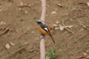 Daurian Redstart 東京都北区 Sun, 2/19/2023