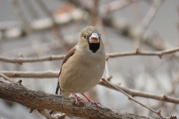 Hawfinch 東京都北区 Sun, 2/19/2023