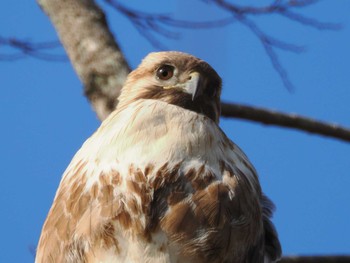2023年2月23日(木) 多摩川トライアングルの野鳥観察記録