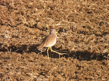 Grey-headed Lapwing 伊勢市 宮川河口 Thu, 2/23/2023