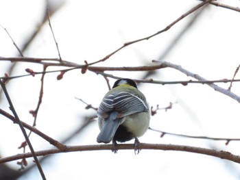 シジュウカラ 庄内緑地公園 2023年2月23日(木)