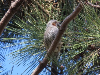 2023年2月23日(木) 庄内緑地公園の野鳥観察記録