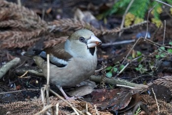 Hawfinch 狭山湖 Sat, 2/18/2023