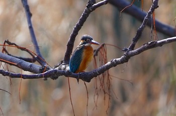 Common Kingfisher 恩智川治水緑地 Thu, 2/23/2023