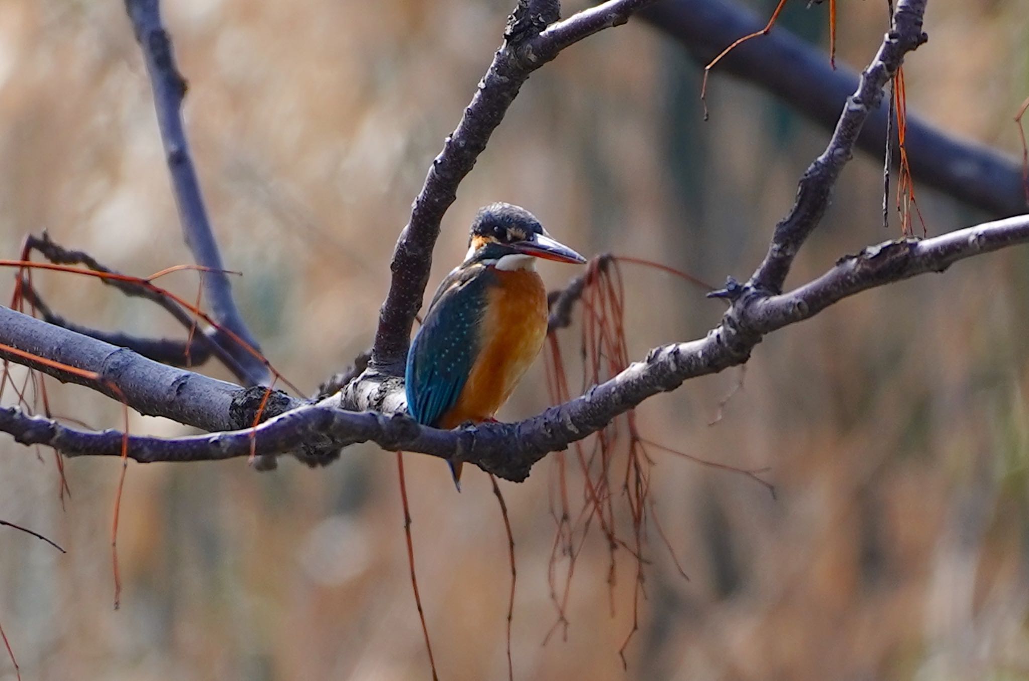 Common Kingfisher