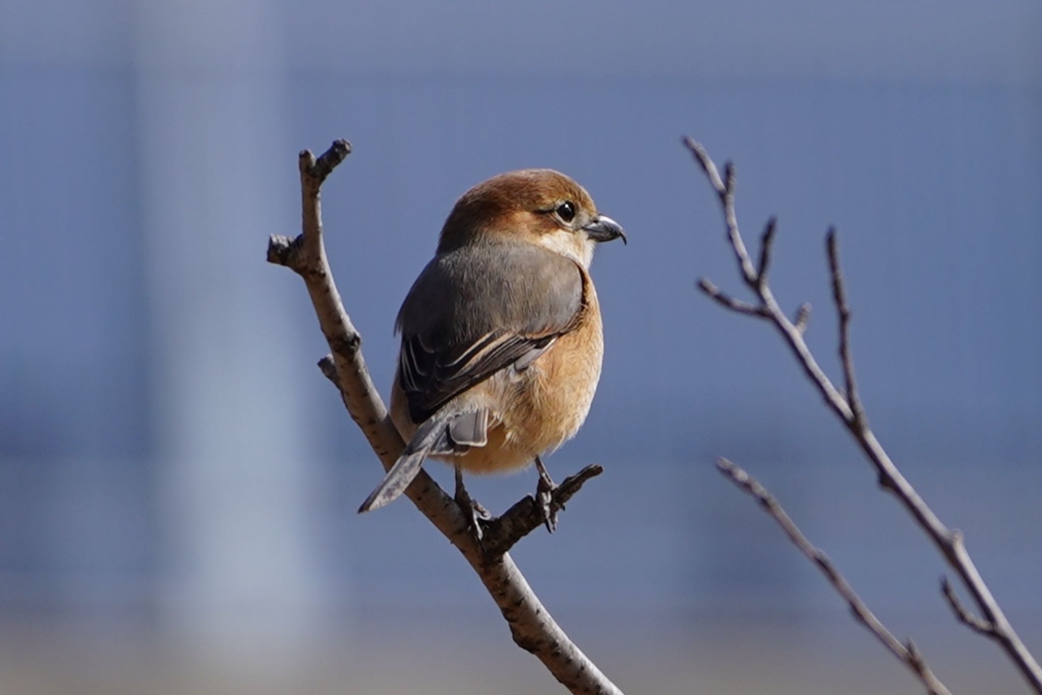 Bull-headed Shrike