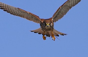 チョウゲンボウ 恩智川治水緑地 2023年2月23日(木)