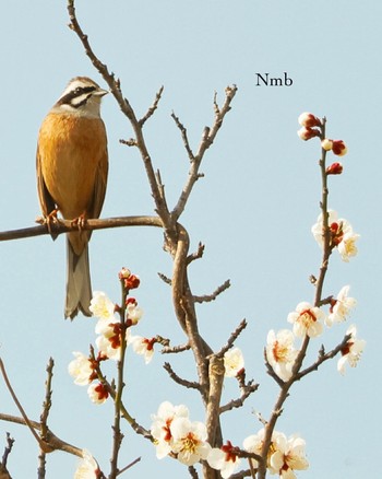 Meadow Bunting Unknown Spots Unknown Date