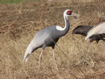 White-naped Crane Izumi Crane Observation Center Tue, 1/3/2023