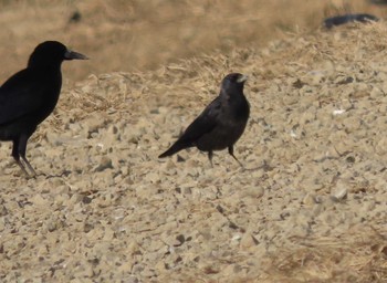 Daurian Jackdaw Izumi Crane Observation Center Tue, 1/3/2023