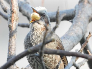 Thu, 2/23/2023 Birding report at Hattori Ryokuchi Park