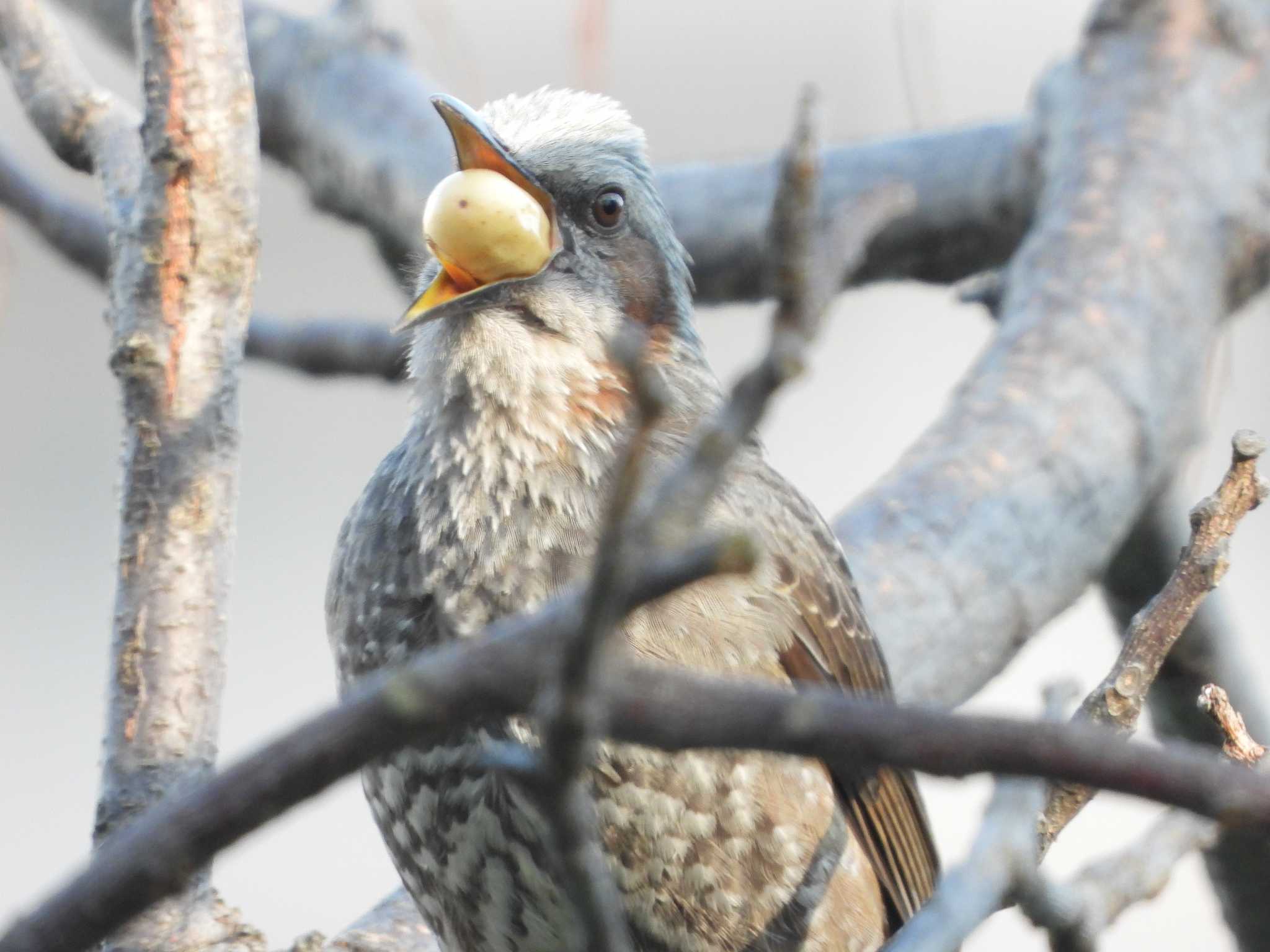 Photo of Brown-eared Bulbul at Hattori Ryokuchi Park by ひよひよ