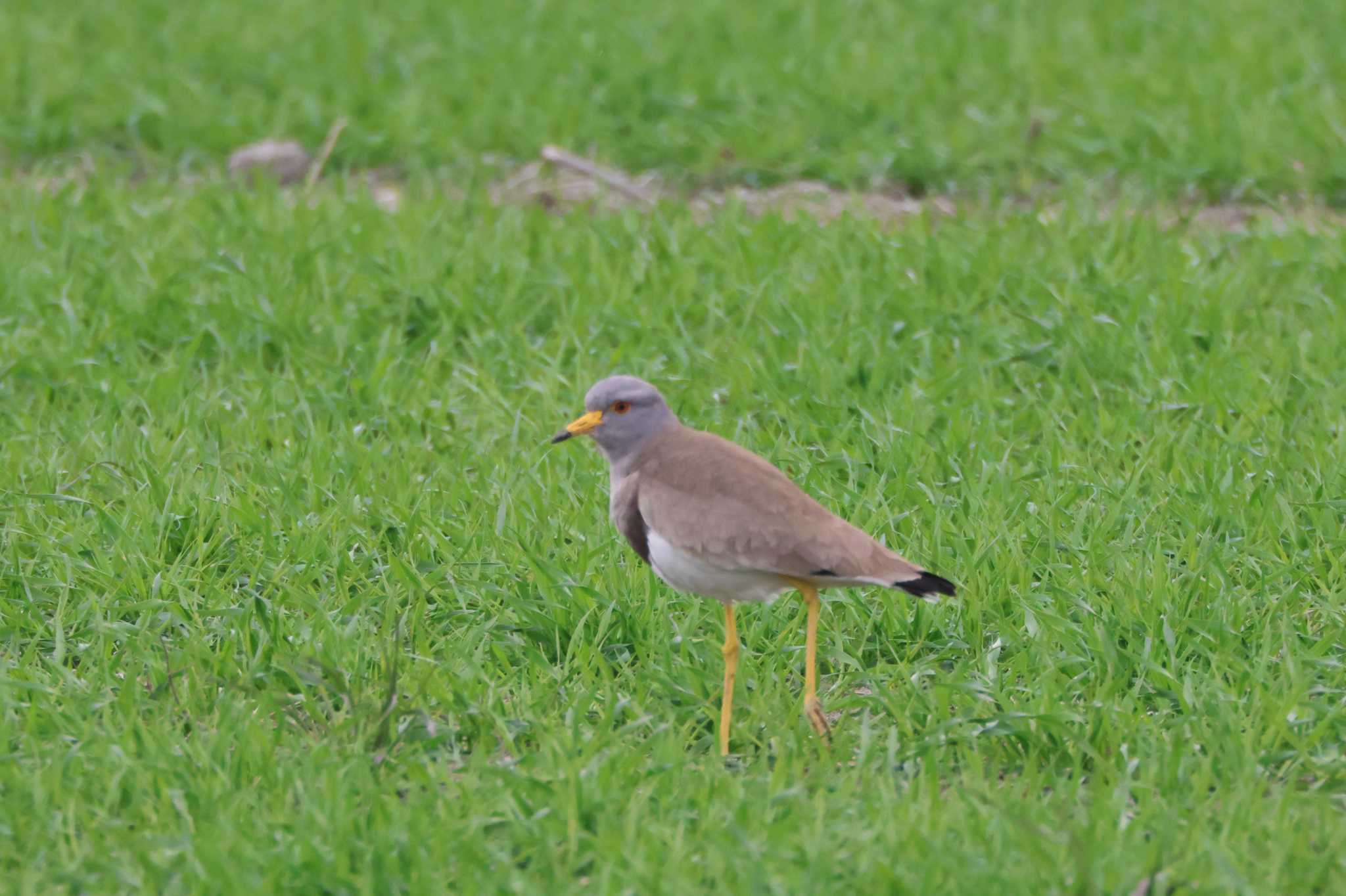 Grey-headed Lapwing