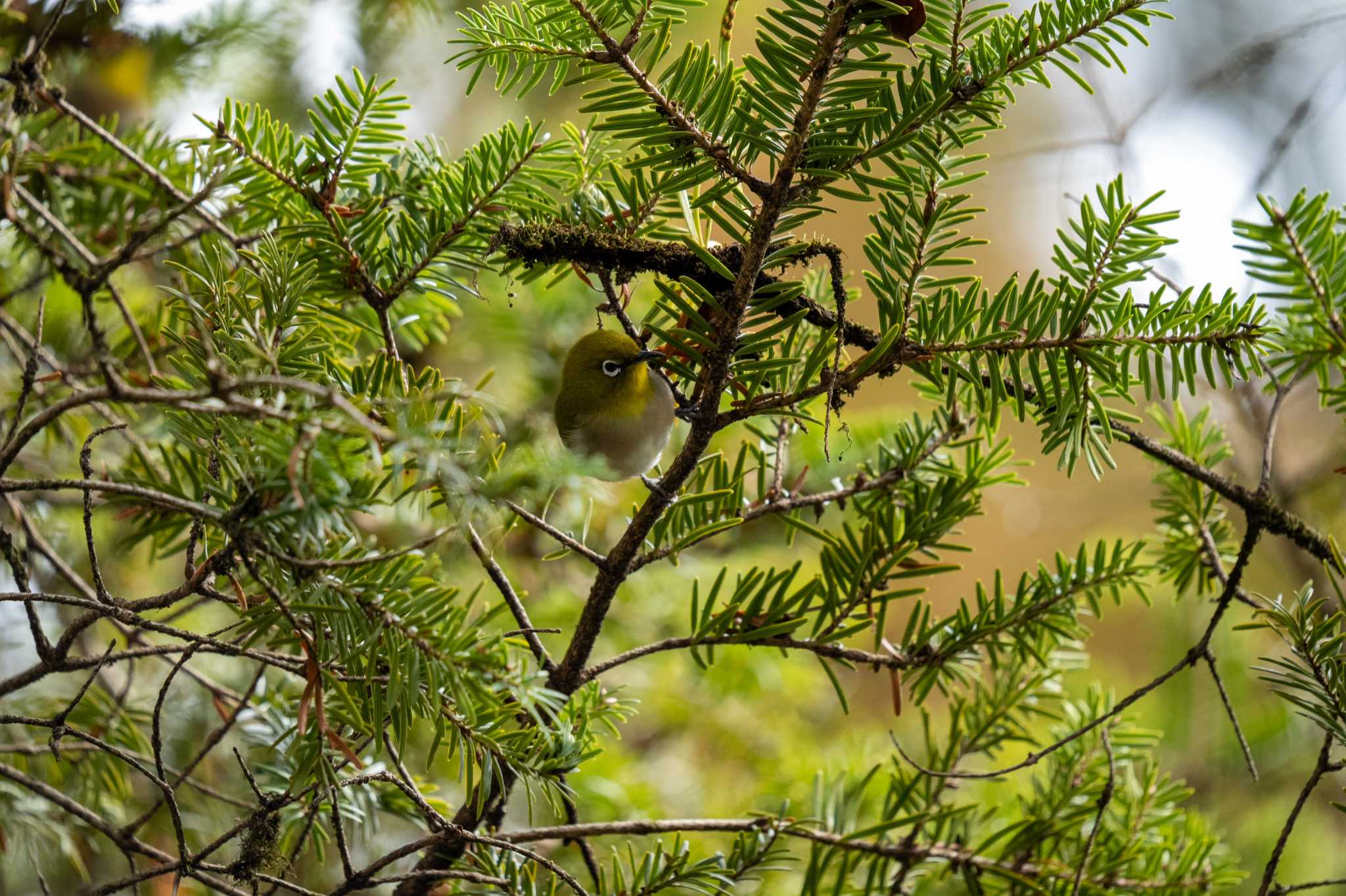 京都府立植物園 メジロの写真 by chez 