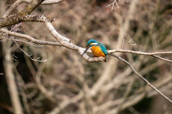 カワセミ 京都府立植物園 2023年2月23日(木)