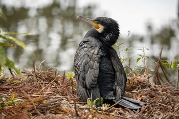 カワウ 京都府立植物園 2023年2月23日(木)