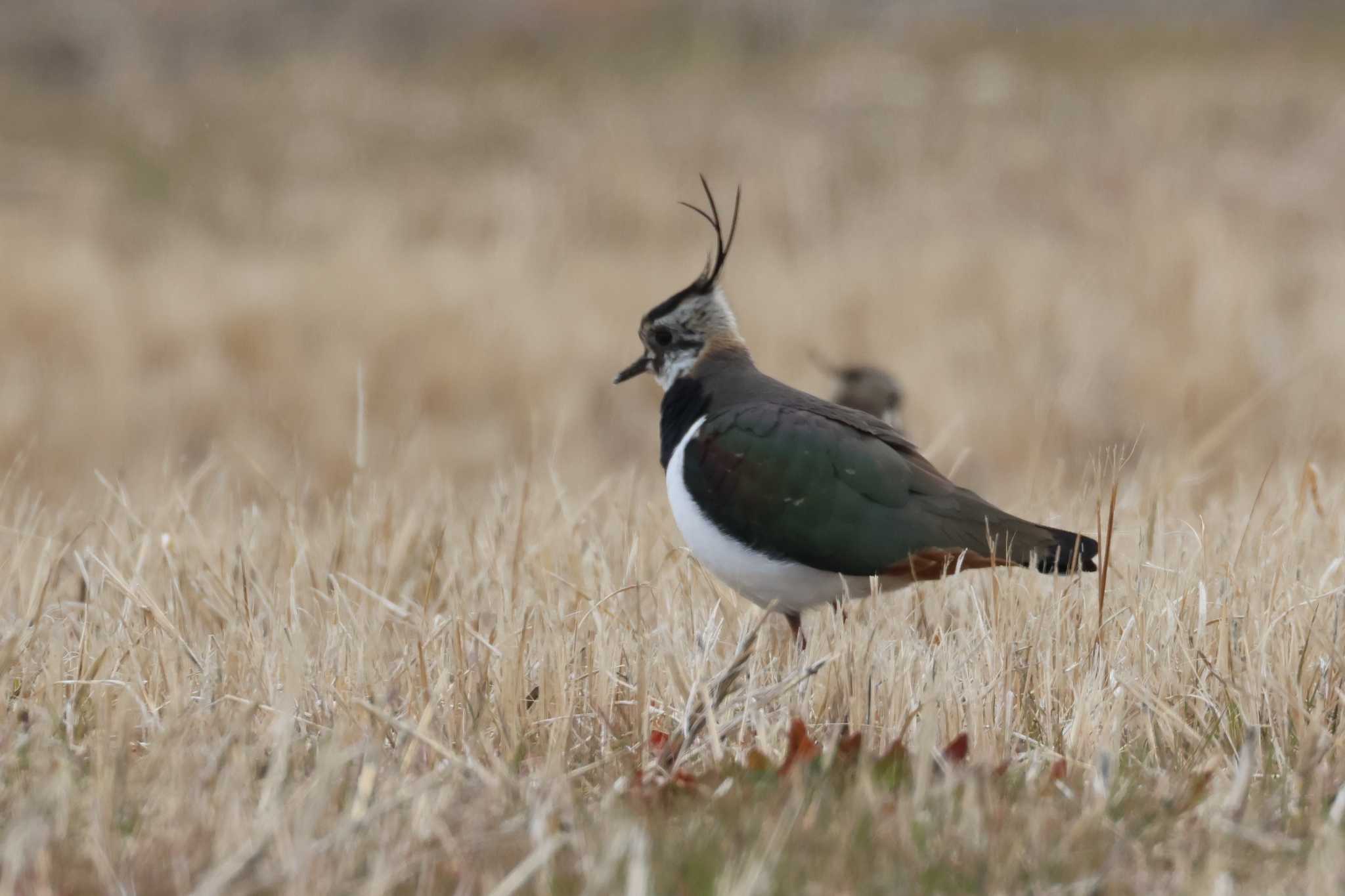 Northern Lapwing