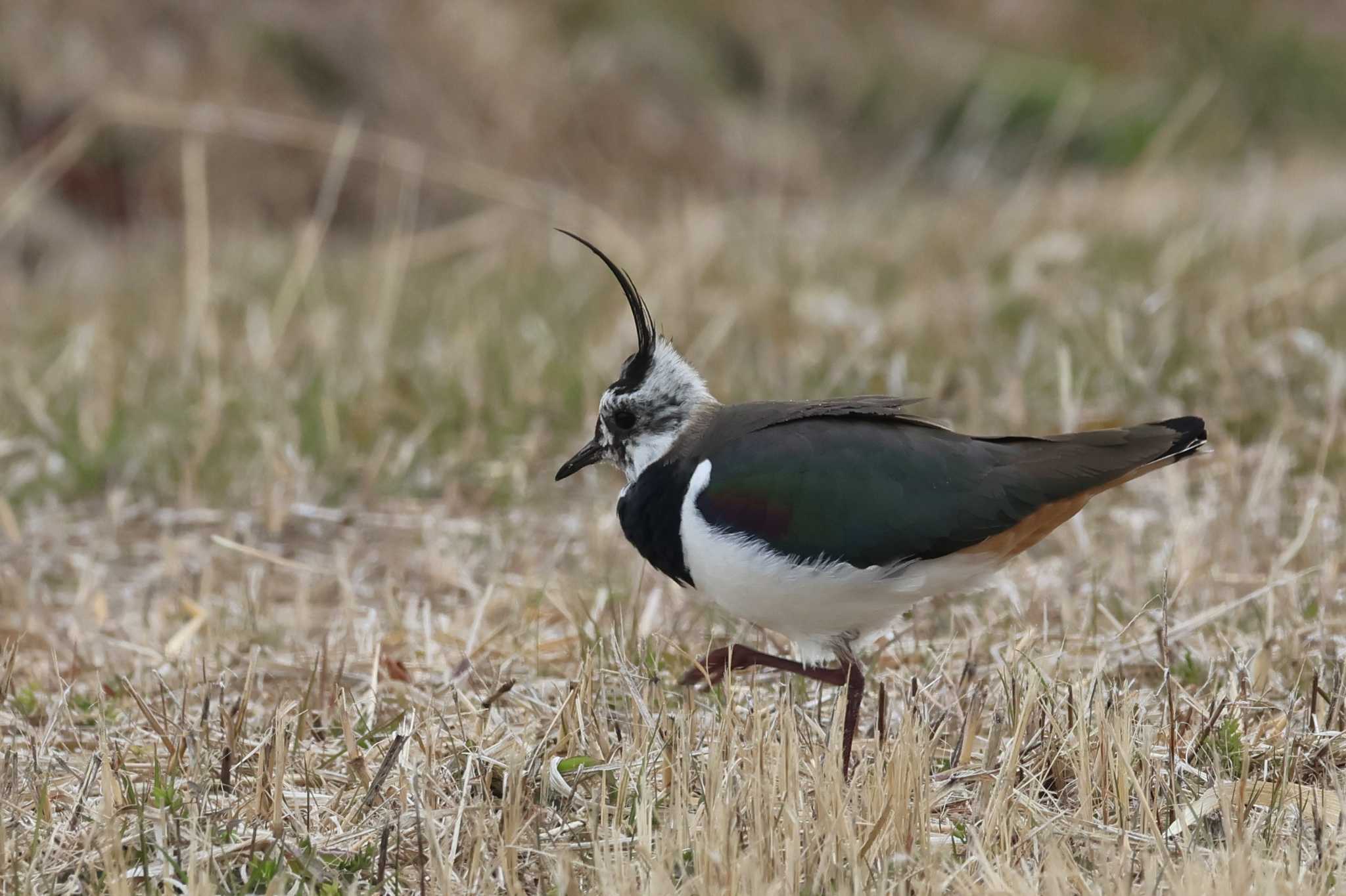 Northern Lapwing