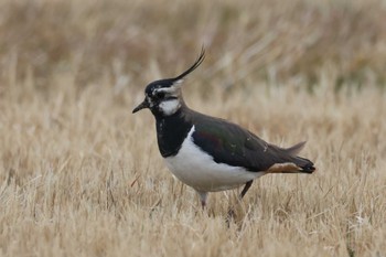 2023年2月23日(木) 鍋田干拓地の野鳥観察記録