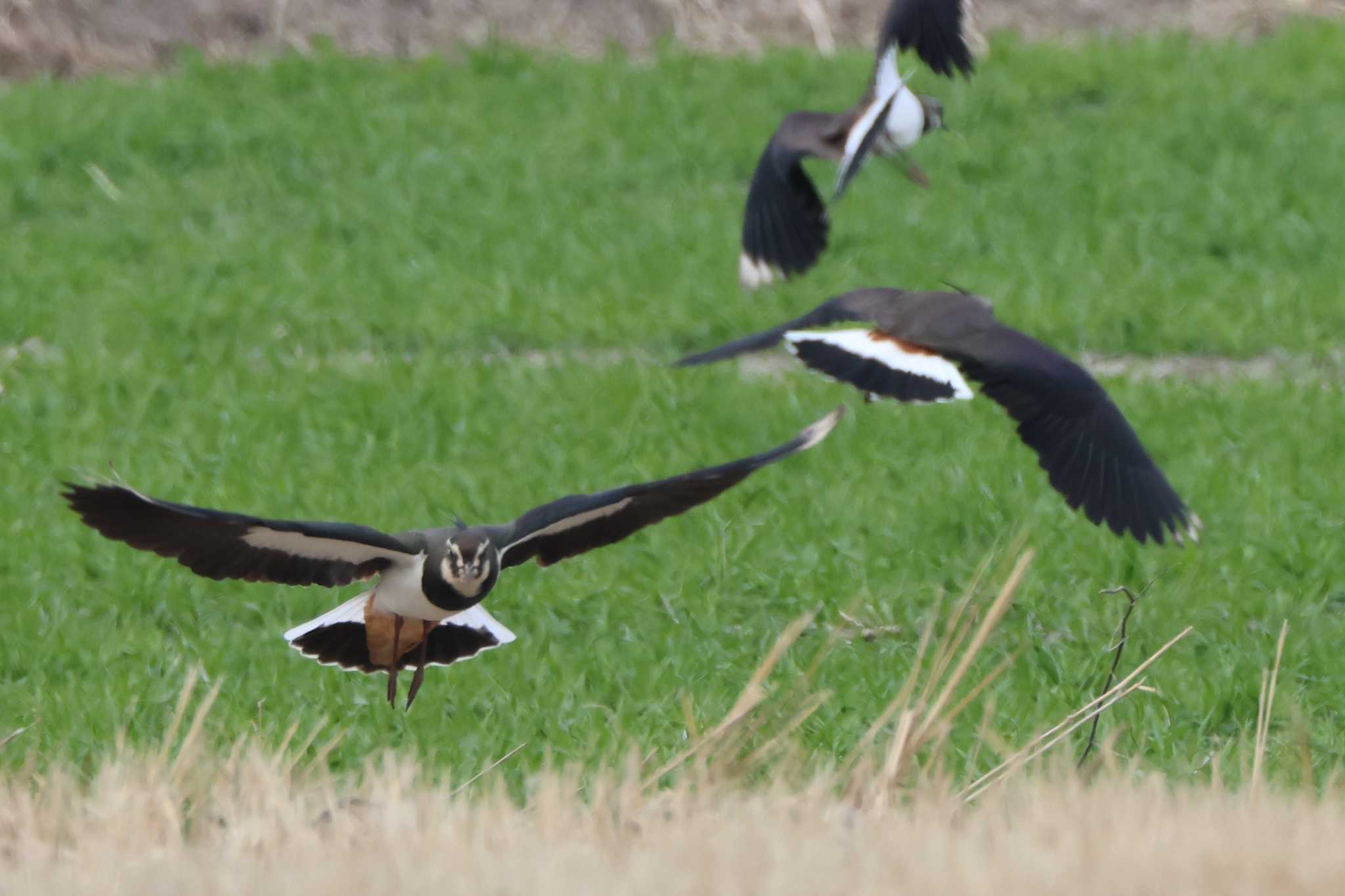 Northern Lapwing