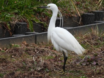 コサギ 水元公園 2023年2月23日(木)