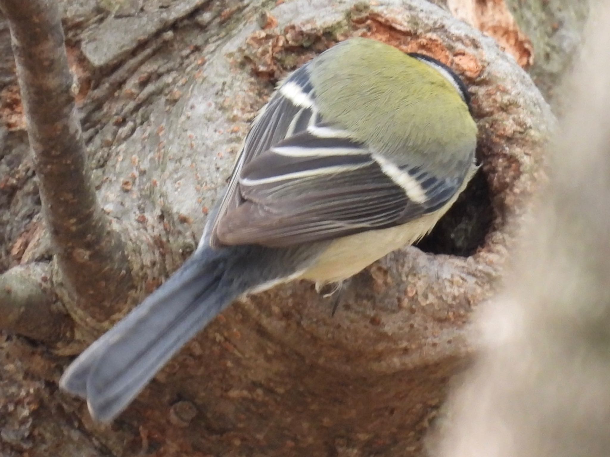 シジュウカラ