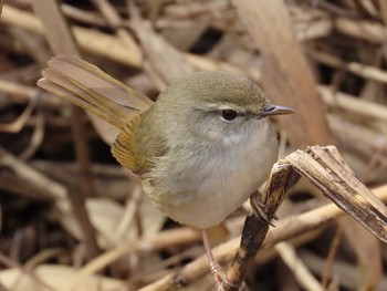 Japanese Bush Warbler Kitamoto Nature Observation Park Thu, 2/23/2023