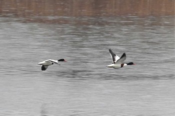 2023年2月23日(木) 大阪南港野鳥園の野鳥観察記録