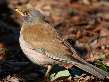 Pale Thrush 川崎市 Unknown Date