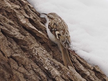 2023年2月23日(木) 西岡公園(西岡水源地)の野鳥観察記録