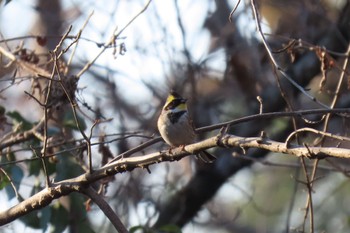 2023年2月23日(木) 秋ヶ瀬公園の野鳥観察記録