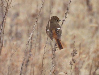 Daurian Redstart 津市 町屋海岸 Thu, 2/23/2023