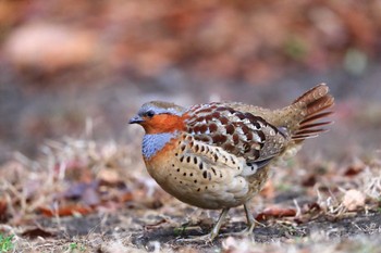 Chinese Bamboo Partridge Unknown Spots Thu, 2/23/2023