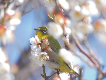 メジロ 公園 2023年2月23日(木)